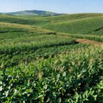 Lavouras de soja e milho da agricultura familiar no Brasil