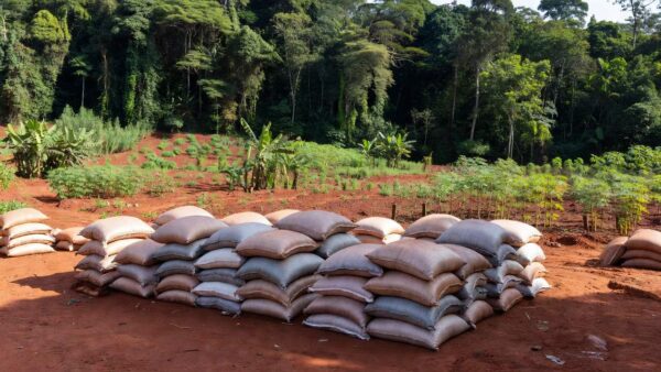 Sacos de adubo orgânico em fazenda rural de Cerejeiras