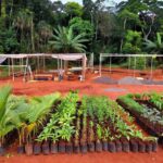 Obras do viveiro municipal de mudas nativas em Vilhena, Rondônia
