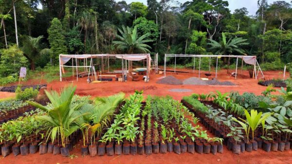 Obras do viveiro municipal de mudas nativas em Vilhena, Rondônia