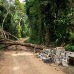 Galho caído em área rural de Rondônia após acidente em obra