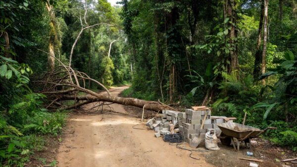 Galho caído em área rural de Rondônia após acidente em obra