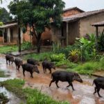 Animais invadiram distrito em Corumbiara / Foto: Divulgação