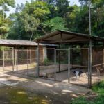 Canil Municipal de Vilhena com cercados para cães em área tropical de Rondônia