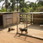 Canil municipal de Vilhena com cães em área de proteção animal