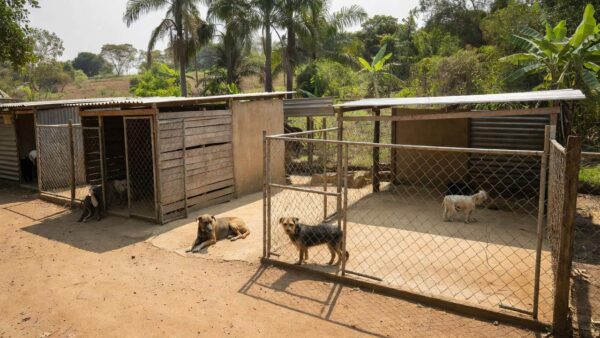 Canil municipal de Vilhena com cães em área de proteção animal