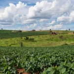 Lavouras de soja em Rondônia com máquinas agrícolas representando força do trabalho rondoniense