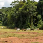Pastagem com gado em terra indígena de Rondônia, Amazônia