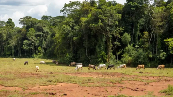 Pastagem com gado em terra indígena de Rondônia, Amazônia