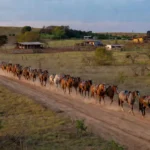 Cavalgada de abertura da ExpoAgro em Cerejeiras com cavalos em desfile rural.