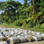 Apreensão de 163 kg de skunk pela PRF em Seringueiras, Rondônia