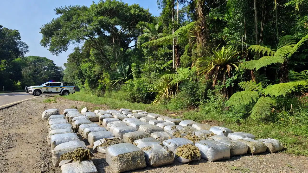 Apreensão de 163 kg de skunk pela PRF em Seringueiras, Rondônia