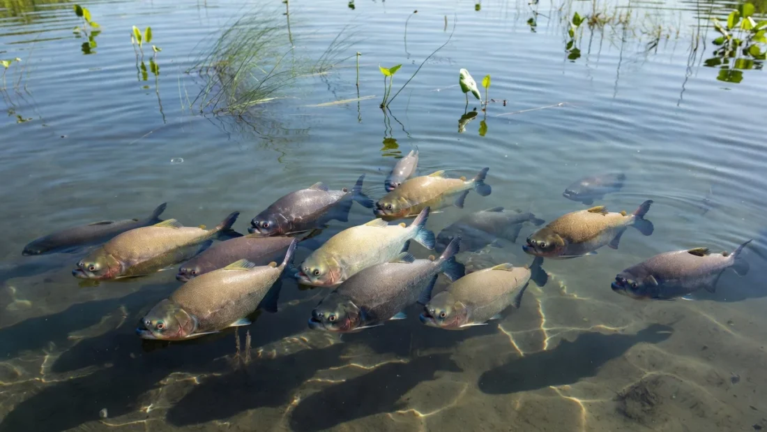Tambaquis em viveiro de piscicultura na Amazônia