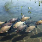 Tambaquis em viveiro de piscicultura na Amazônia