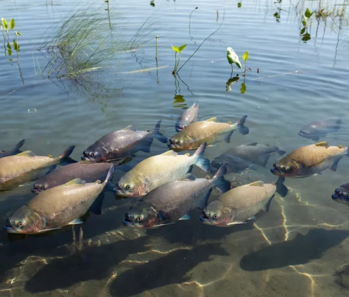 Tambaquis em viveiro de piscicultura na Amazônia