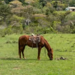 Cavalo em fazenda rural de Cacoal após queda, simbolizando acidente e internação