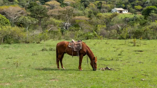 Cavalo em fazenda rural de Cacoal após queda, simbolizando acidente e internação