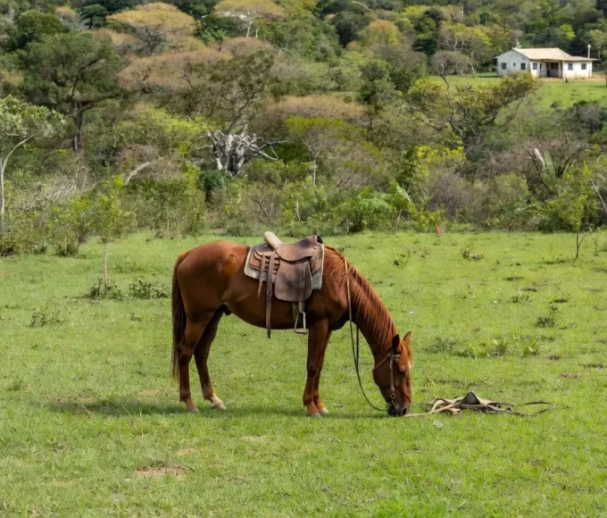 Cavalo em fazenda rural de Cacoal após queda, simbolizando acidente e internação