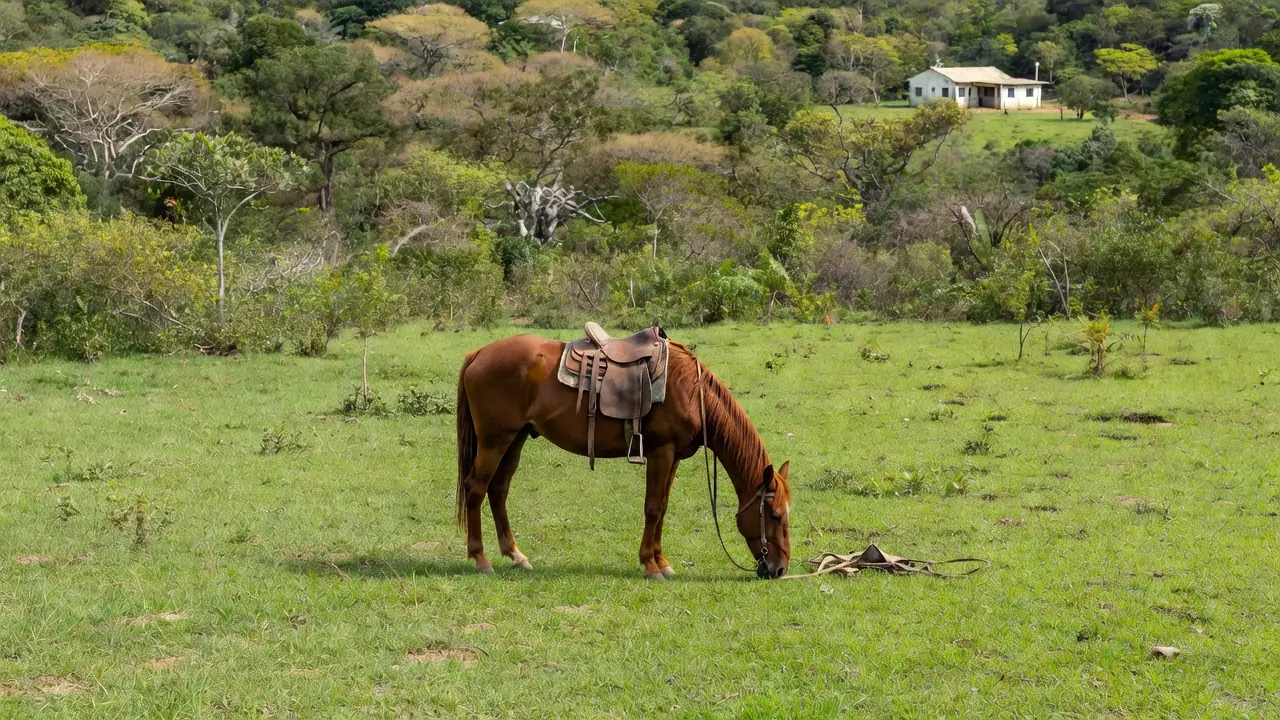 Cavalo em fazenda rural de Cacoal após queda, simbolizando acidente e internação