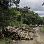 Operação da Polícia Federal contra madeireiras em Porto Velho com toras na Amazônia