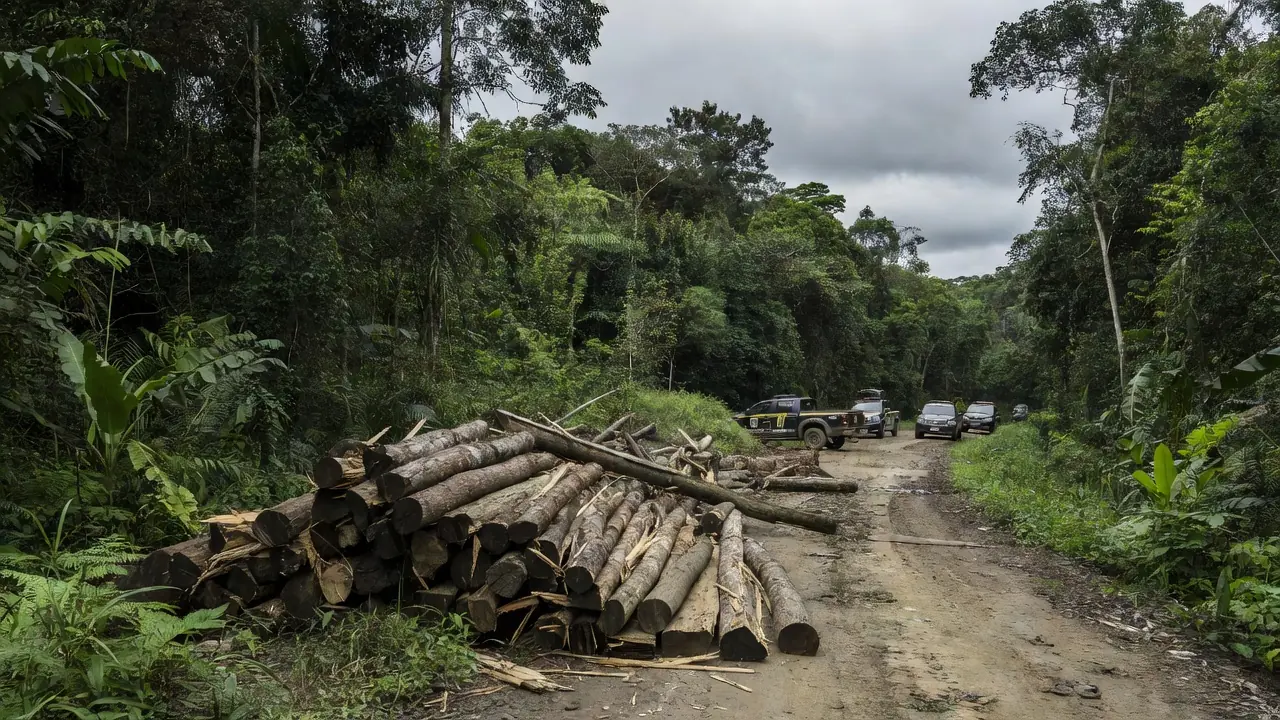 Operação da Polícia Federal contra madeireiras em Porto Velho com toras na Amazônia