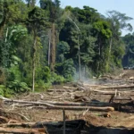 Área desmatada na Amazônia durante operação da Polícia Federal em Rondônia