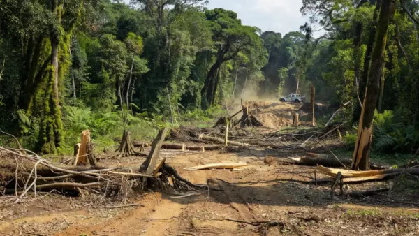 Área desmatada na Amazônia com viatura da Polícia Federal em operação