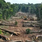 Desmatamento ilegal de 1,1 mil hectares na Amazônia investigado pela Polícia Federal