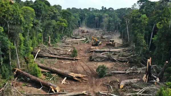 Desmatamento ilegal de 1,1 mil hectares na Amazônia investigado pela Polícia Federal