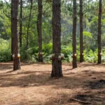 Extração sustentável de resina de pinus em plantação em Vilhena, Rondônia