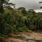 Floresta amazônica em Rondônia com rio baixo durante seca do El Niño