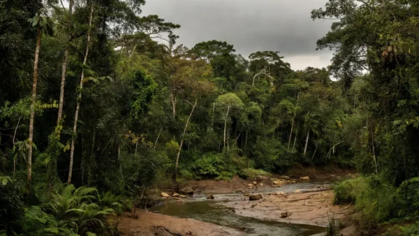 Floresta amazônica em Rondônia com rio baixo durante seca do El Niño