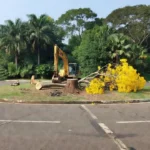 Retirada de ipê amarelo em rotatória de Vilhena, Rondônia