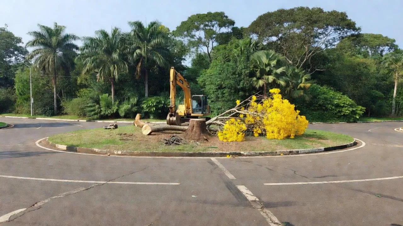 Retirada de ipê amarelo em rotatória de Vilhena, Rondônia