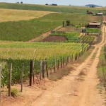 Terras rurais em Vilhena e Cone Sul, Rondônia, com plantações e propriedades de produtores.