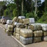 Apreensão de três toneladas de maconha pela PM e PRF em Monte Negro, Rondônia