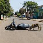 Motoneta caída após colisão com cachorro na Avenida Vitória Régia em Vilhena